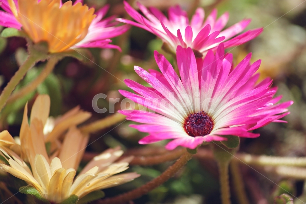 꽃,식물,자연,꽃잎,핑크,flower,plant,식물,자연,plants,nature,꽃,flower