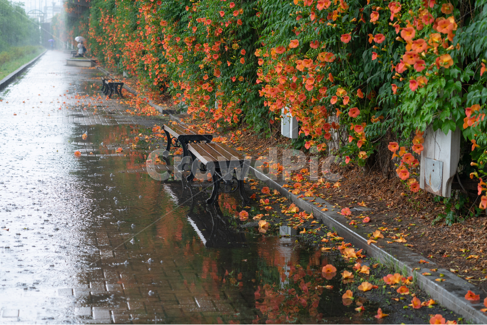 능소화,꽃밭,빨간꽃,flowers,아련,감성,소나기,비,비,비오는날,rain,rainy