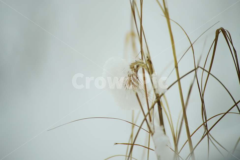 감성사진,눈,snow,겨울,잡초,겨울잠,소복히쌓인눈,하얀세상,폭설,겨울,계절,winter,season