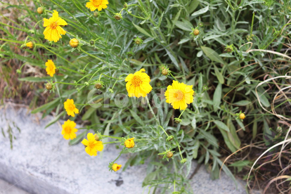 꽃,풀,식물,자연,봄,공원,flower,plant,nature,spring,park