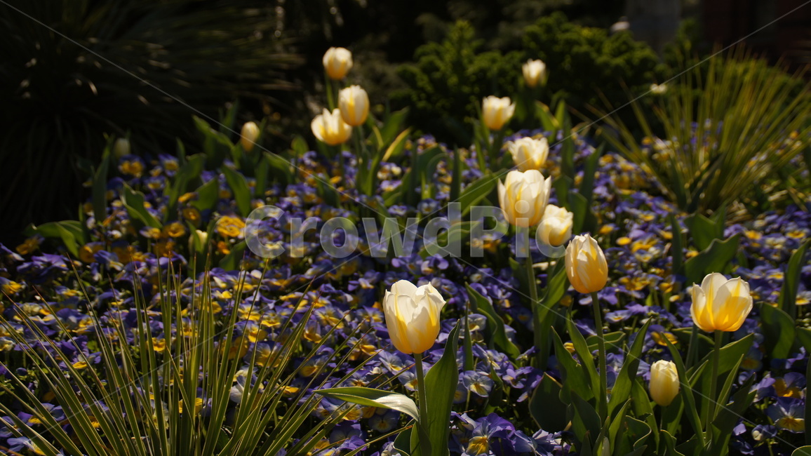 봄,봄꽃,꽃,화단,들꽃,봄,계절,spring,season,식물,자연,plants,nature,꽃,flower,plant,blossom