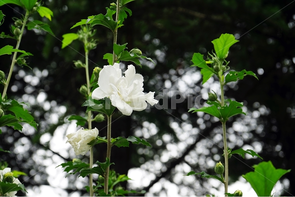 무궁화,꽃,식물,암술,흰색,식물,자연,plants,nature,꽃,flower