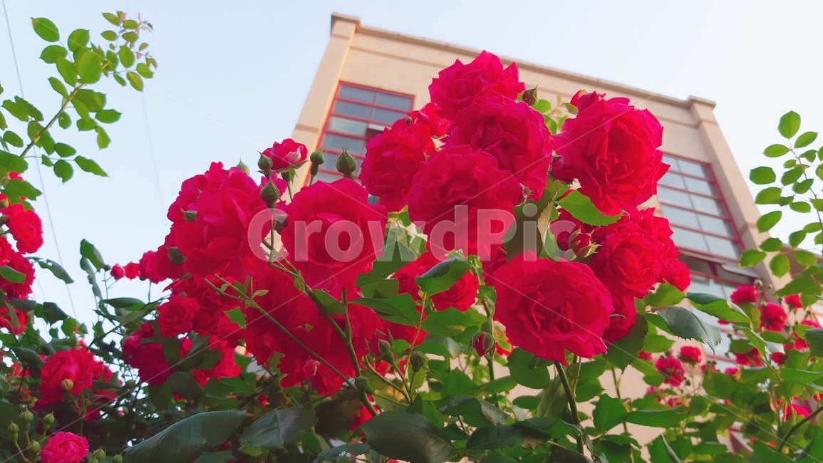 꽃,장미,식물,rose,flower