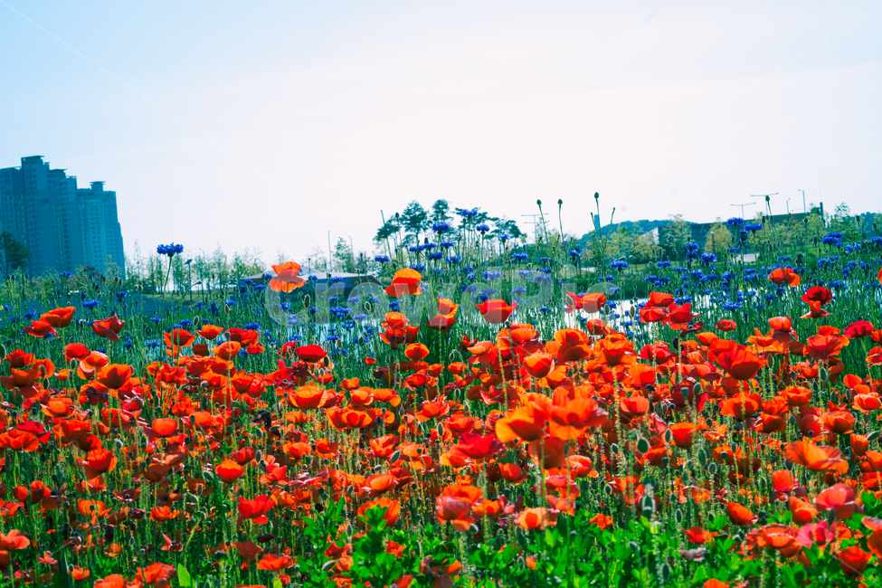 꽃,자연,봄,가을,감성,꽃사진,봄꽃,가을꽃,식물,자연,plants,nature,꽃,flower