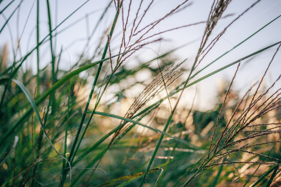 가을,갈대,햇살,햇볕,자연,풀,풀잎,잎사귀,가을,계절,fall,autumn,season,식물,자연,plants,nature,grass,잔디,plant,lawn