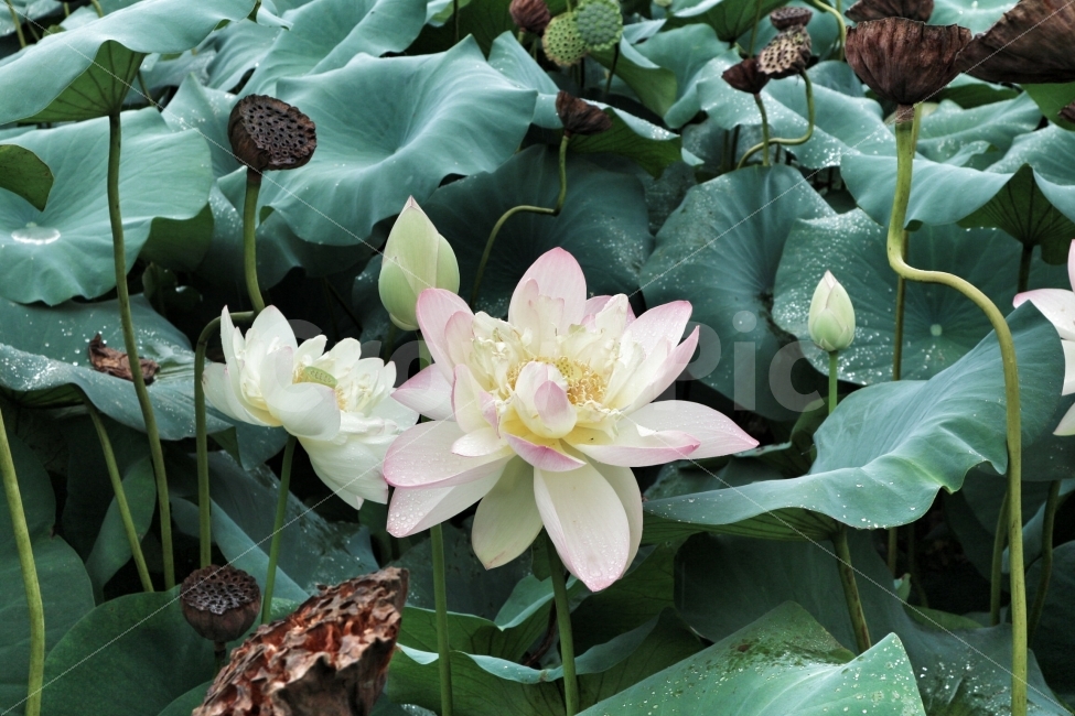 꽃,연꽃,비,연못,물,식물,자연,plants,nature,꽃,flower
