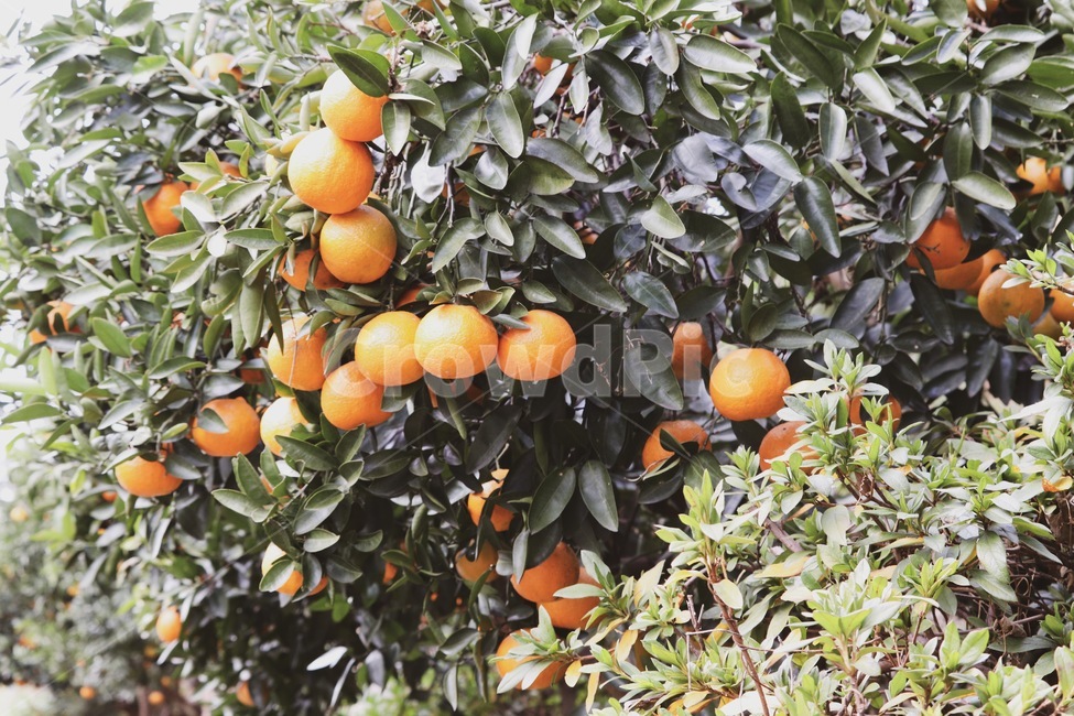 plant,식물,감귤류과일,citrusfruit,orange,귤,감귤,과일,fruit,food,주황색,나무,귤나무,tangerine,mandarin,tree,과일,열매,fruit