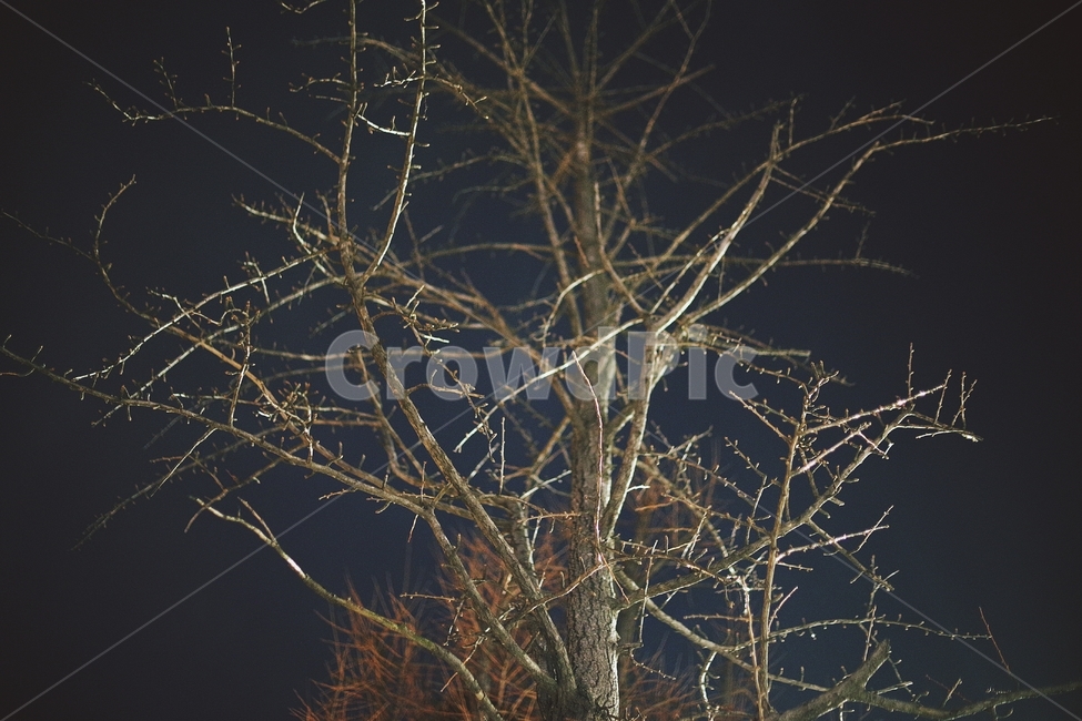 밤,겨울,빛,나무,night,light,winter,flower,tree,감성,감성사진,앙상