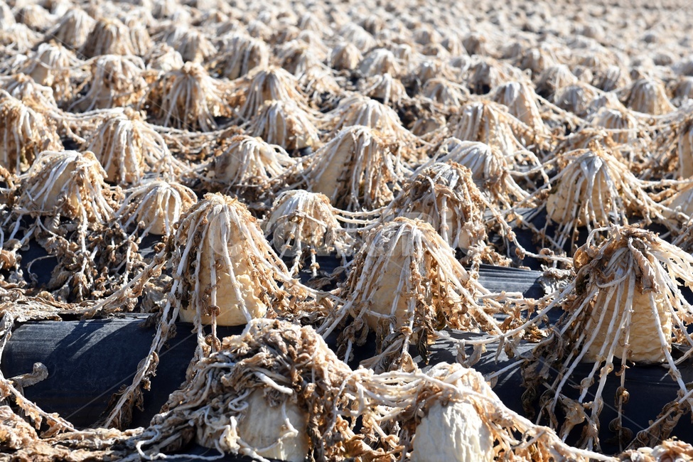 무우,무우밭,밭,농심,농민의마음,훙년,겨울,산업,industry,industrial,농업,농사,agriculture,farming,farming industry