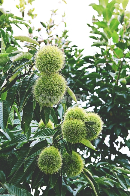밤송이,밤,밤나무,나무,식물,자연,잎,밤나무잎,과일,열매,fruit