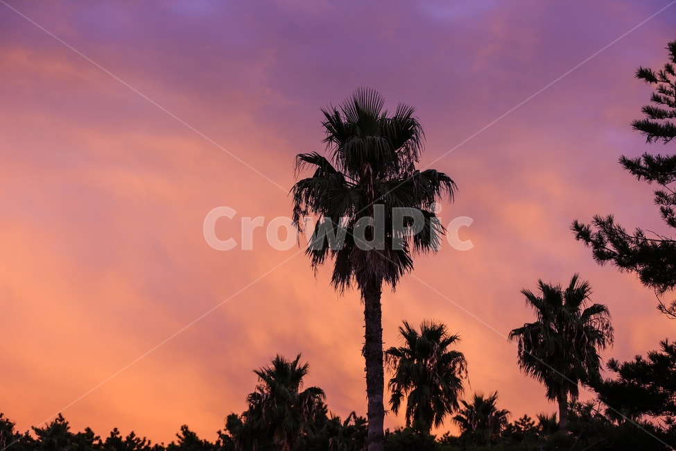 야자수,노을,해질녘,석양,야자나무,nature,자연,tree,야자수나무,sunset,cloud,구름,하늘,식물,나무,감성사진,자연,풍경,nature,landscape,식물,plants,나무,trees,wood,실루엣,그림자,silhouette,shadow,색깔,색상,색채,색감,color sense,color sensitivity,feeling of color,plant,palm tree