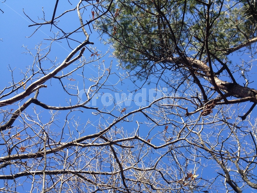 tree,나무,plant,식물,treetrunk,나무줄기,하늘,푸른하늘,파란하늘,가을하늘,sky,bluesky,식물,자연,plants,nature,나무,trees,wood