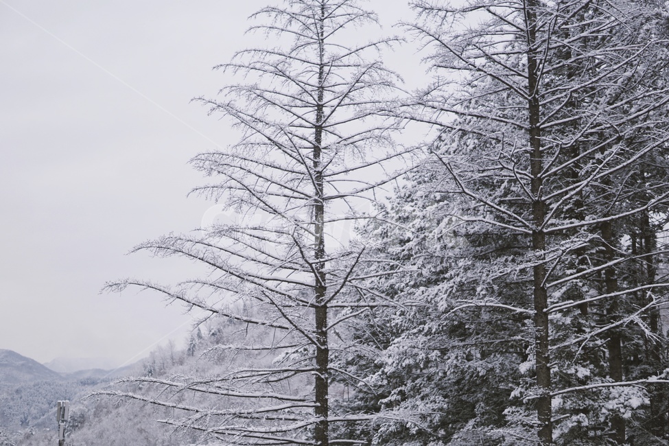 nature,자연,outdoors,옥외,plant,식물,tree,나무,눈,snow,snowy,겨울,추운,winter,cold,설경,풍경,폭설,겨울,계절,winter,season,자연,풍경,nature,landscape