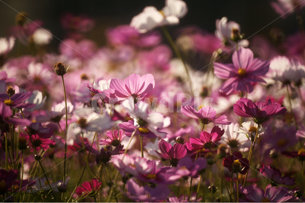 코스모스,꽃,식물,줄기,가을,자연,계절,가을,계절,fall,autumn,season,식물,자연,plants,nature,꽃,flower,plant,geranium,제라늄,blossom