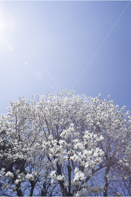 spring flowers,spring,magnolia,magnolia flower