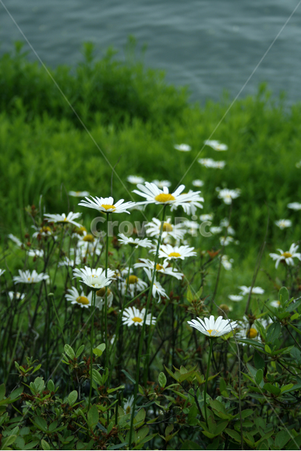 식물,flower,plants,nature,꽃,꽃봉오리,꽃밭,식물,자연,plants,nature,꽃,flower