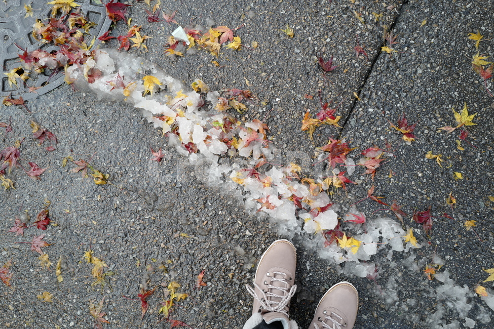 단풍,낙엽,눈,가을,겨울,아스팔트,길,거리,겨울,계절,winter,season,사람,인물,인간,human,person,신체일부,몸,body