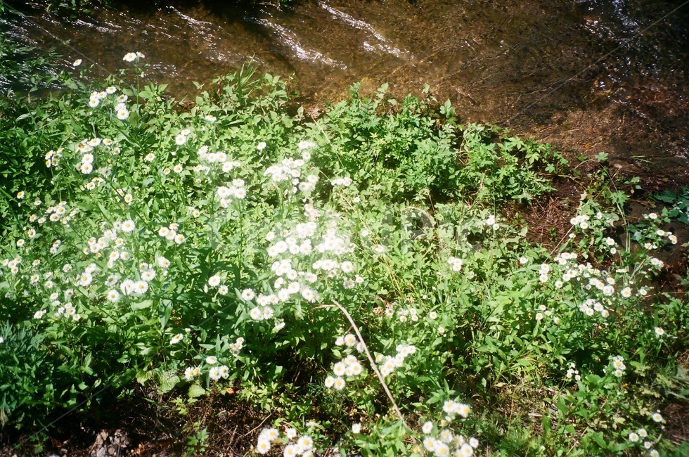 도랑,여름,하천,자연,청정,식물,들꽃,물,식물,자연,plants,nature,꽃,flower