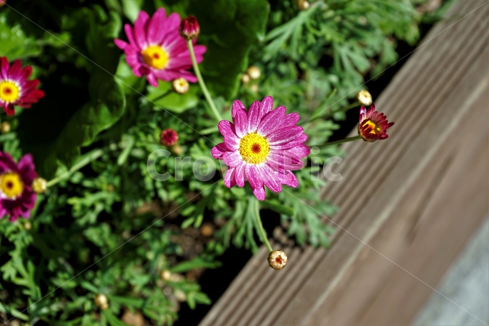 bloom,colorful,floral,flower,gardenflowers,happymind,life,nature,plant,spring,봄,정원,가드닝,원예,원예식물,화려,식물,꽃,garden,scent,healing