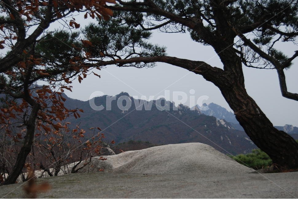 사패산,공원,휴양림,나무,명산,자연,풍경,nature,landscape,한국자연풍경,한국자연경관,korea nature landscape,식물,plants,나무,trees,wood,grassland,목초지,outdoors,옥외,field,들,tree,plant,tree trunk,나무 줄기