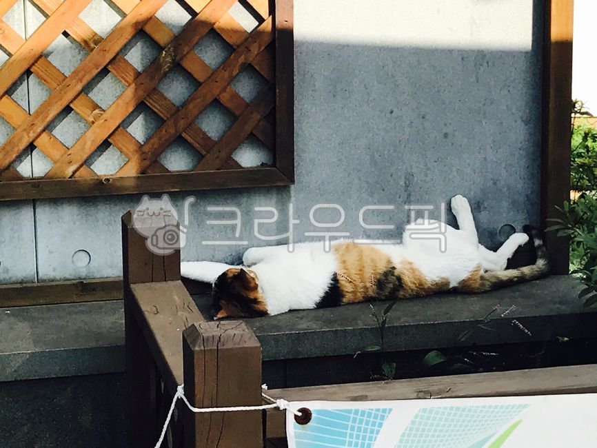 고양이,길고양이,삼색고양이,냐옹이,cat,고양이배경,동물,animal,길거리,자연,nature,street,streetcat,포유류