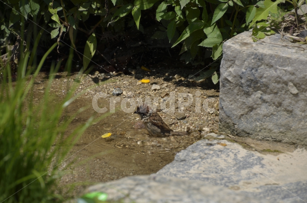 animal,sparrowshower,rock,leaf,동물,참새,몰놀이,샤워,바위,풀,조류,bird,동물,animal,조류,새,birds