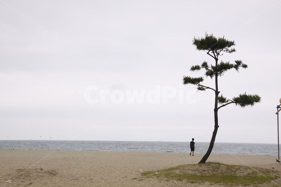 바다,해변,아이들,사람,해송,놀이,수평선,모래,자연,풍경,nature,landscape,해변,바다,beach,sea,사람,인물,인간,human,person,여행,휴가,traveling,vacation,trip,tree,나무,plant,식물