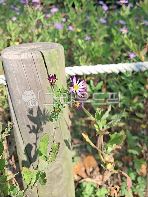 forest,log,stairs,rock,Maple leaf,fallen leaves,fall,Maple tree,season,Maple,Fruit,nature,autumn background,tree,leaf,flower,Herb,orange,outdoor,plant,maple,purple,autumn