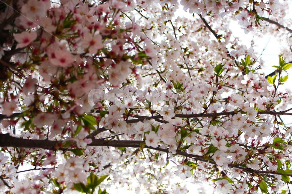 벚꽃,꽃,꽃나무,나무,식물,자연,봄,축제,벚꽃축제,일본,일본꽃,봄,계절,spring,season,식물,자연,plants,nature,꽃,flower,plant,blossom