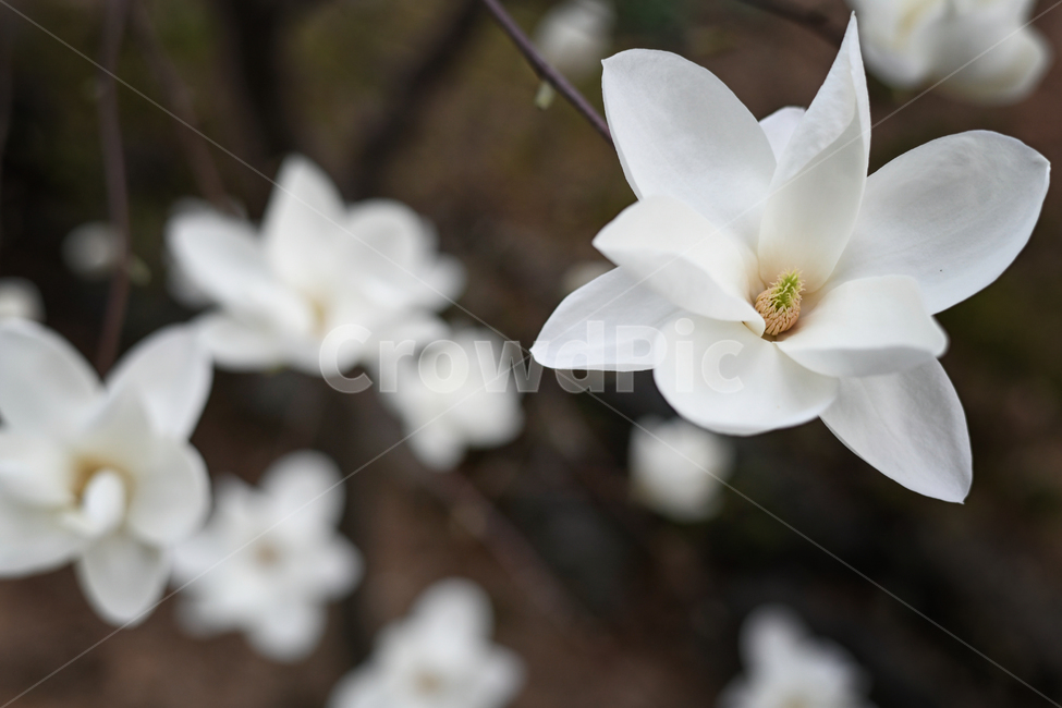 pottery,자연,봄꽃,blossom,petal,꽃잎,flower,꽃,plant,식물,목련나무,흰꽃,꽃,flower