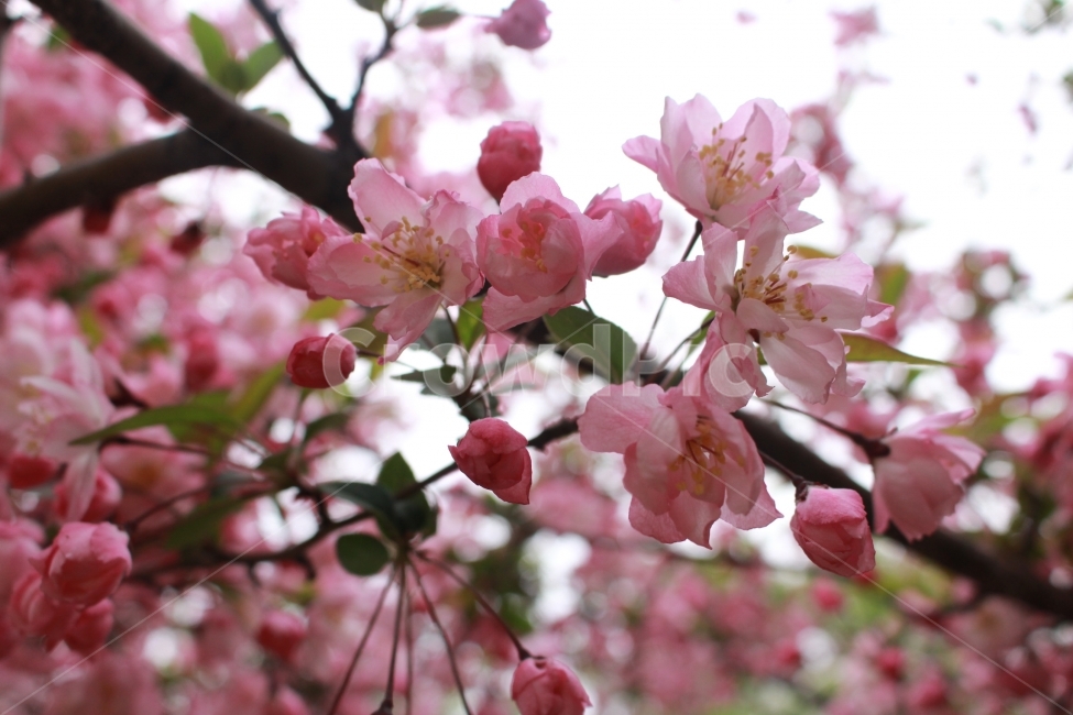 봄,꽃,분홍,핑크,나무,자연,식물,자연,plants,nature,꽃,flower