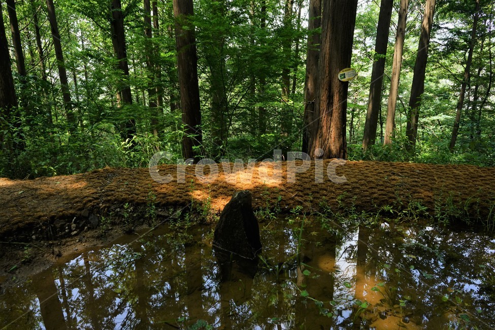 숲,물,시원,자연,woods,forest,water,cool,healing,힐링,휴식,시원함,고요함,relaxation,calm,forestbathing,freshness,자연,풍경,nature,landscape,land,땅,outdoors,옥외