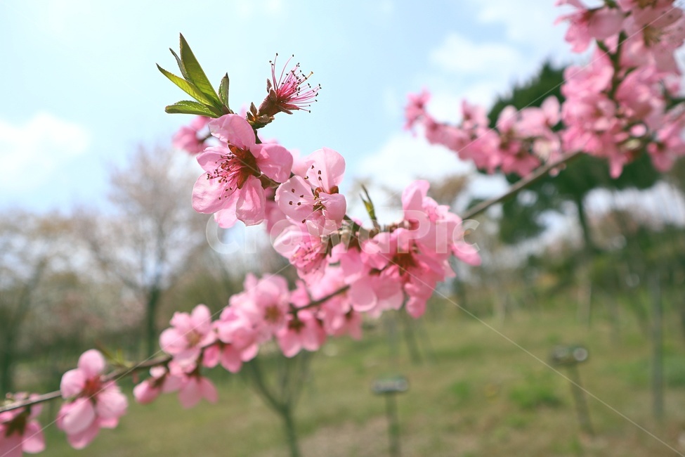 봄,꽃,나무,계절,자연,spring,flower,tree,season,힐링,healing,식물,자연,plants,nature,꽃,flower
