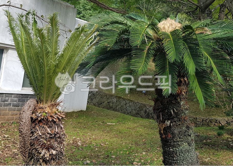 소철나무,소철,암수딴그루,암꽃소철,수꽃소철,야자수,열대식물,배경