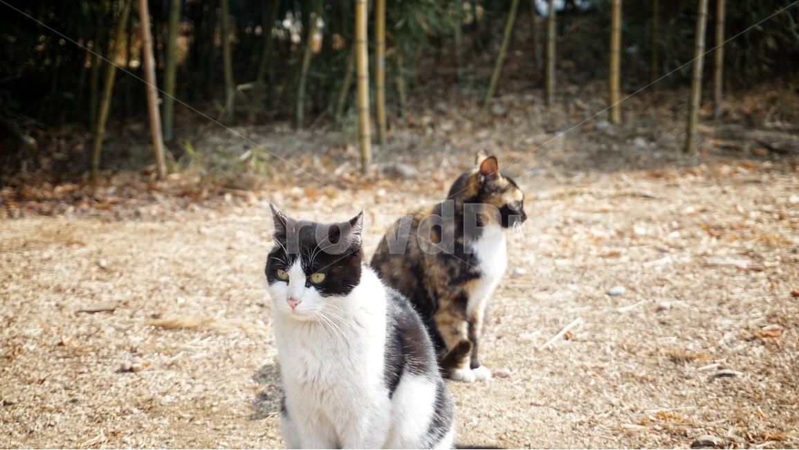 고양이,cat,동물,냥이,animal,포유류,귀여움,평온,동물,animal,포유류,mammal,고양이,cat,kitten,kitty