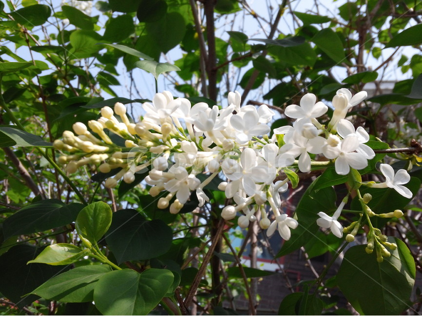 라일락,꽃,향기,봄,싱그러움,식물,텃밭,식물,자연,plants,nature,꽃,flower