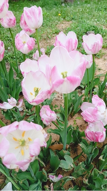 계절,봄,여름,식물,꽃,분홍,초록,감성,풍경,핑크
