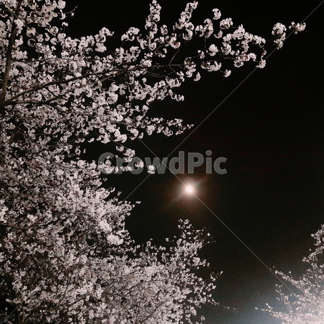 벚꽃,달,밤,꽃,봄,하늘,밤하늘,달빛,꽃나무,나무,풍경,봄,계절,spring,season,야경,밤,풍경,nightscape,night,landscape
