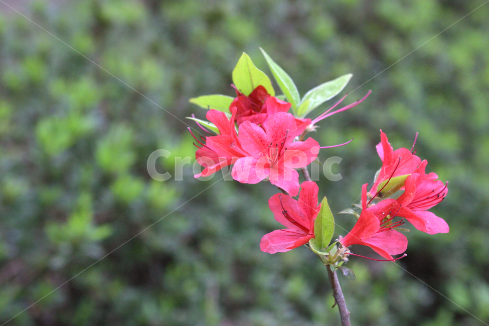 flower,plant,식물,blossom,꽃