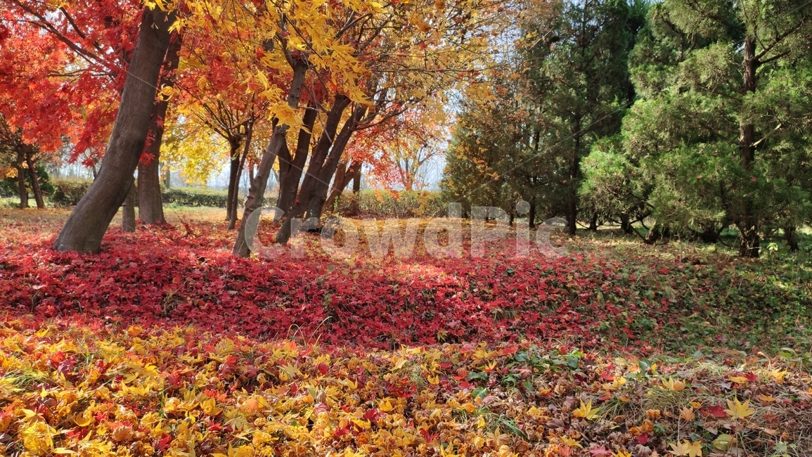 가을,엽록소,mapie,단풍,식물,잎,나무,plant,leaf,tree,가을,계절,fall,autumn,season,식물,자연,plants,nature,나무,trees,wood