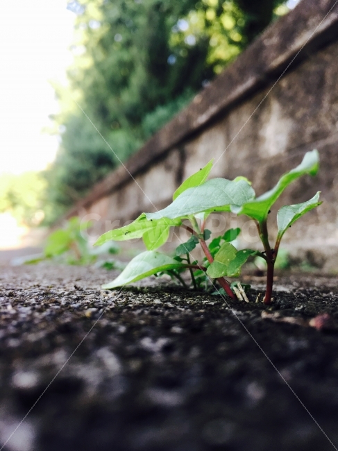 여름,봄,초록,풀,새싹,돌,Green,Sprout,Spring,Love,식물,자연,plants,nature,감성,sensible,feeling
