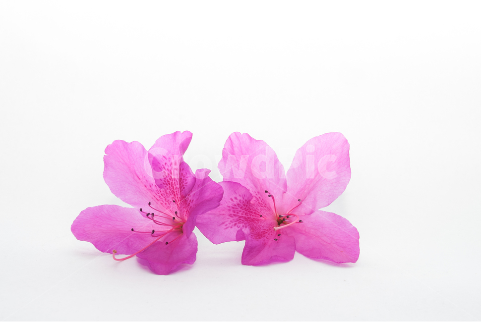 산철쭉,철쭉,누끼,배경,봄,꽃,생화,식물,조경,핑크,분홍,spring,season,flowe,자연,향기,아름다운,화사한,봄꽃,꽃잎,스튜디오,봄,계절,spring,season,식물,자연,plants,nature,꽃,flower,누끼,remove background,blossom,geranium,제라늄,plant,petal