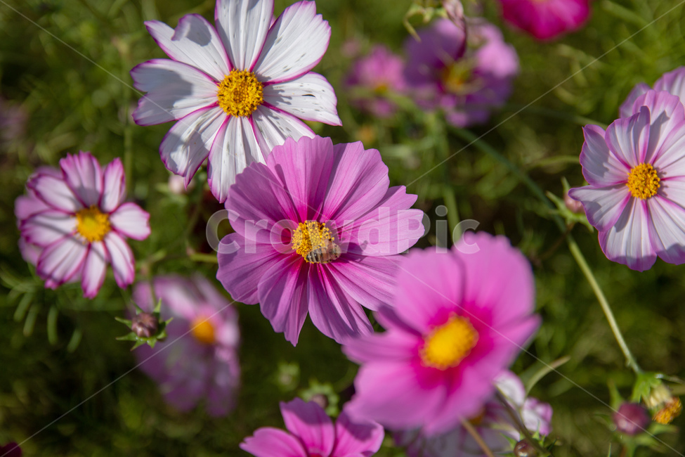 코스모스,풍경,자연,벌,꽃밭,cosmos,flowergarden,flower,nature,landscape,식물,plants,bee,가을,계절,fall,autumn,season,식물,자연,plants,nature,꽃,flower,plant