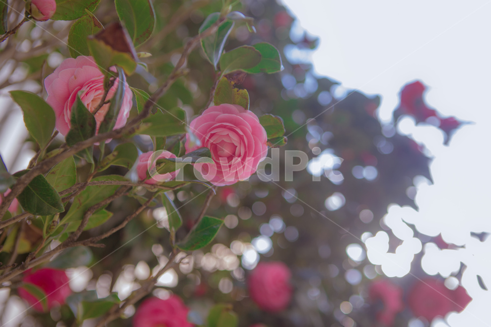 계절,봄,식물,꽃,색감,풍경,감성,식물,자연,plants,nature,꽃,flower,감성,sensible,feeling