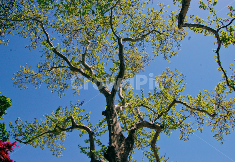 식물,tree,하늘,구름,나무가지,나무,sky,나무,trees,wood