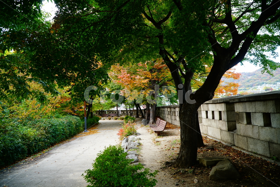 한양도성,한양도성길,순성,순성길,한양도성순성,가을,단풍,나무,성벽,자연,한국,한국적인,서울,코리아,seoul,korea,한국문화,한국전통,전통,문화,전통문화,문화재,유적,유적지,한국문화재,조선,조선왕조,풍경,landscape,autumn,fall,tree,castle,캐슬,벤치,bench,의자,한국자연,nature,경치,가을,계절,fall,autumn,season,한국전통,한국문화,korean traditional,korean culture,plant,식물,tree trunk,나무 줄기