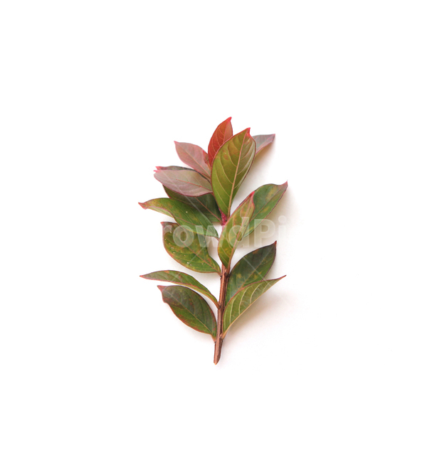 autumn,blueberry,blueberryleaf,blueberryleaves,branch,closeup,fall,green,leaf,leaves,nature,plant,red,white,가을,블루베리,블루베리잎,가지,나뭇가지,나뭇잎,잎,잎사귀,낙엽,식물,자연,흰배경,빨강,레드,그린,녹색,붉은색,물들다,물든,식물,자연,plants,nature,누끼,remove background