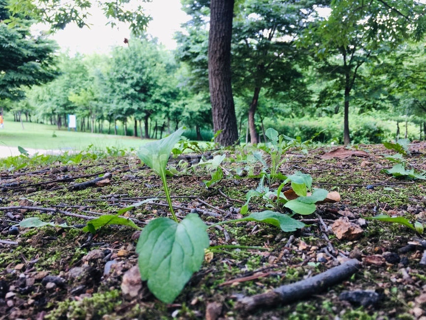 자연,풀,나무,휴식,힐링,식물,자연,plants,nature,나무,trees,wood