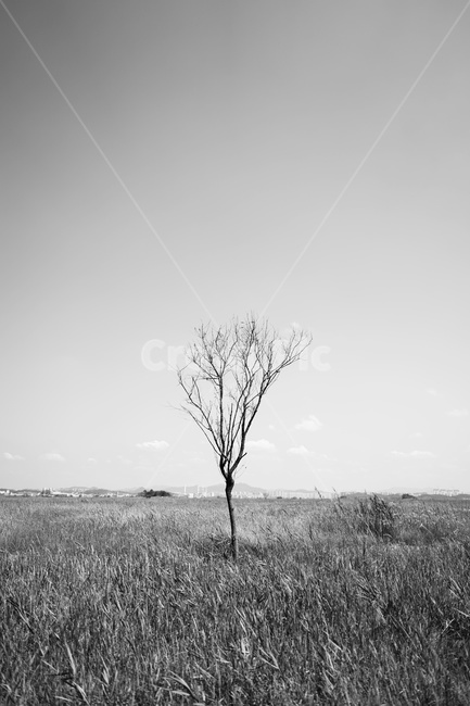 나무,자연,흑백사진,지평선,외로움,식물,자연,plants,nature,나무,trees,wood,흑백,모노톤,monochrome,black and white