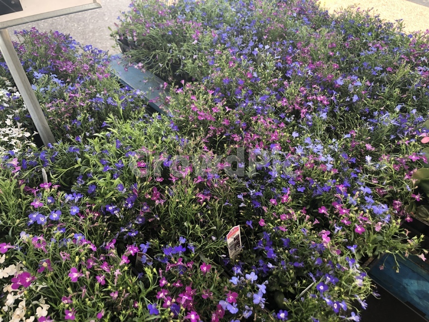 blossom,꽃,flower,plant,식물